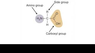 Decarboxylase deaminase test Amino acid metabolism [upl. by Yelena]