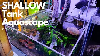 Shallow tank Aquascape 40cm [upl. by Antipus]