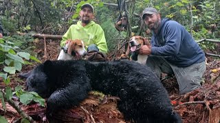 Hound Hunting for Bear in Northern Maine [upl. by Isadora]