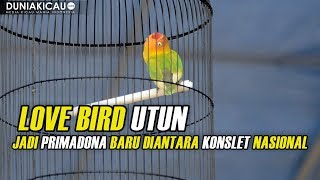 Love Bird UTUN Menjadi PRIMADONA Diantara KONSLET Nasional [upl. by Prudence]