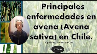 Principales enfermedades en avena Avena sativa en Chile ATECH [upl. by Stokes]