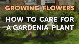 How to Care for a Gardenia Plant [upl. by Bergman]