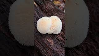 lionsmane ediblemushrooms lionsmanemushroom forage mushrooms fungi fungus mycophile woods [upl. by Sajet]