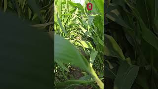 How Corn reacts to High Temperatures agriculture corn farming shorts [upl. by Lincoln]