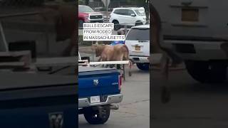 Bulls escape from rodeo in Massachusetts [upl. by Nimrac685]