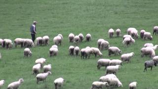 Zakopane Sheep in the Foothills of the Tatra Mountains [upl. by Tebasile394]