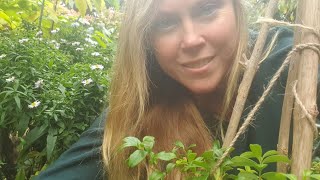 Growing Lingonberries Bilberries and Crowberries in pots [upl. by Koerner379]