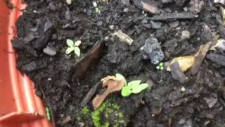 How to Grow from Seeds Episode 1 verbena containergardening [upl. by Gregoor828]