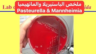 ملخص الباستيريلا والمانهيميا Pasteurella and Mannheimia Summary [upl. by Sherborne]