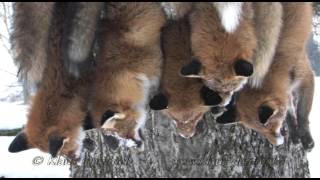 Reizjagd auf Fuchs mit Klaus Demmel  Winterjagd Teil 2 [upl. by Atinaej]