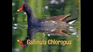 Gallinula chloropus Common Moorhen [upl. by Terag683]