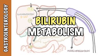 Bilirubin Metabolism  unconjugated and conjugated bilirubin [upl. by Saravat831]