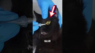 Putting glue in cats eyes Explained 😱 shorts oddlysatisfying [upl. by Dulcle383]