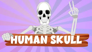 Human Skull Definition Anatomy Structure amp Function  Human Skull for Kids  Learning Junction [upl. by Drofhsa18]