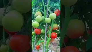 Vegetable garden 🍆🍅🌶️🥒 shortvideo [upl. by Bremer]