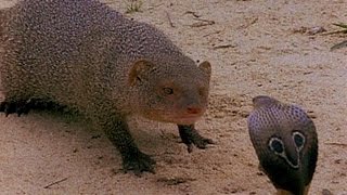 Top 3 Mongoose vs cobra Snake fighting to the death [upl. by Rebmac91]