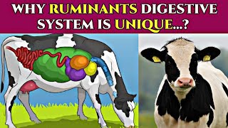 🤔 What are the Ruminantes amp Why their digestive system is unique The vet universe [upl. by Yenatirb575]