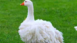 Most beautiful geese in the world  Sebastopol geese call  Expensive geese video  Sebastopol geese [upl. by Eniluj]