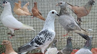 zarath chotiyal mix pigeon lot 📞 8686540011 hyderabad telangana state [upl. by Hildy992]