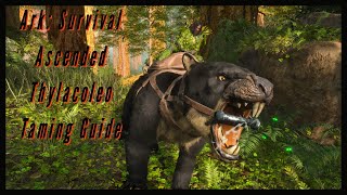 Thylacoleo Taming Guide  Ark Survival Ascended [upl. by Jaf]