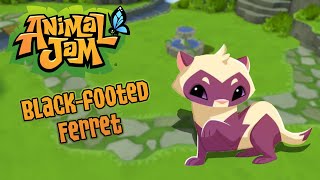 Animal Jam  Animal Showcase Blackfooted Ferret [upl. by Selda]