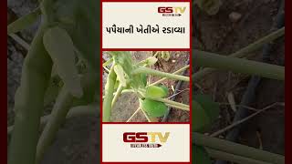 GSTV Shorts  પપૈયાની ખેતીએ રડાવ્યા [upl. by Aynotal]