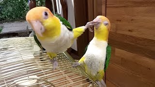 The FUNNIEST Parrots 🤣 Best Compilation [upl. by Akered]