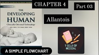 Allantois  FLOW CHART Part 03 Chapter 04 KLM embryology [upl. by Octavius]