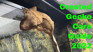 Crested Gecko Care Guide [upl. by Yracaz802]