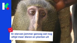 Meer dan 700 nieuwe planten en diersoorten ontdekt [upl. by Zared529]