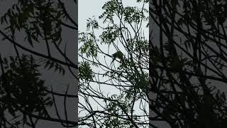 Roseringed parakeets in the rain🦜🌧️ [upl. by Inram398]