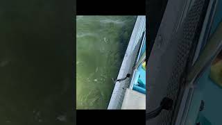 Dolphin Hunts Under the Boat panamacitybeachflorida dolphins shellisland pcb gulfofmexico [upl. by Gemmell216]