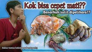 ALASAN MELOMANG CEPAT MATI KETIKA DI PELIHARA  bahas tuntas kelomang part 3 [upl. by Miett]