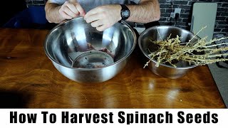 How To Harvest Spinach Seeds [upl. by Skurnik472]