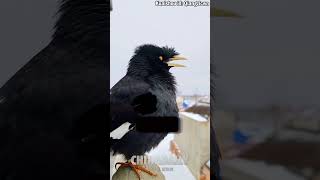 Birds imitating cat sounds [upl. by Ueihttam]