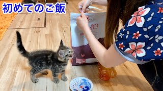 初めてのご飯が美味しすぎて涙を流してしまった子猫ｗ [upl. by Eiryt]