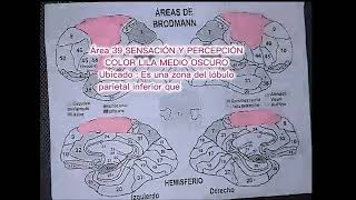 PSICOFISIOLOGIA LAS AREAS BRODMANN 🧠🤓 [upl. by Anitnoc]