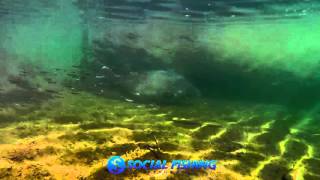 RARE Footage 120cm Murray Cod Free Swimming [upl. by Eirelav]