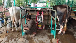 Milking Machine Price in Pakistan 2022  Milking Machine For Cow farming  By Asim Faiz [upl. by Bluh]