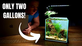 I Made a MINI DESK AQUARIUM Without a Filter Aquascape Tutorial [upl. by Babbie]