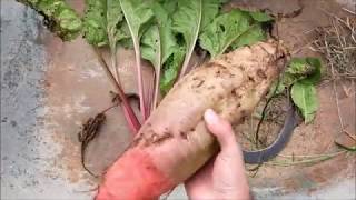 What I learned growing Fodder beets [upl. by Fitzger238]