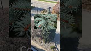 Picea pungens Colorado Blue Spruce redbirdgardeninganddesign [upl. by Belsky129]