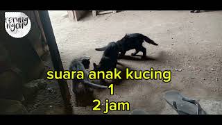 suara anak kucing 1 2jam [upl. by Nagaet]