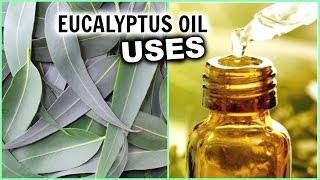 EUCALYPTUS OIL USES for Hair Growth Hair Loss Breathe Better Pain Insomnia Aromatherapy Athsma [upl. by Retsila]