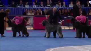 AKC Awards of Canine Excellence 3 [upl. by Electra]