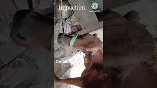 Impaction  Bloat  Band Lagna  Abdominal Pain in Cattle and Buffalo cow [upl. by Farlay]