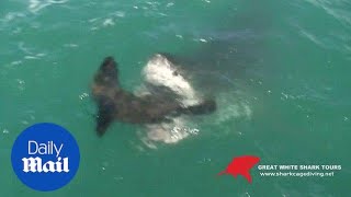 Jawdropping moment a great white shark catches a seal [upl. by Cristiano]