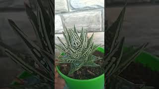 Haworthia limifoliatear of angle gesteria limifolia [upl. by Lenuahs148]