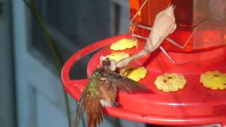 Praying Mantis kills hummingbird 3 [upl. by Anidualc835]