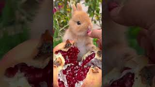 Cute big faced rabbit likes to eat fruits rabbit Cute garden petsrabbit rabbiteating cute [upl. by Donnamarie486]